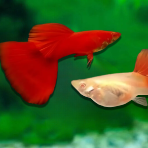 Albino full red