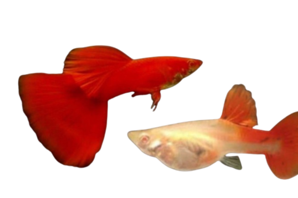 Guppy albino red jantan + betina