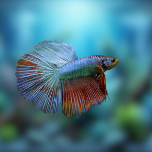 Ikan Cupang