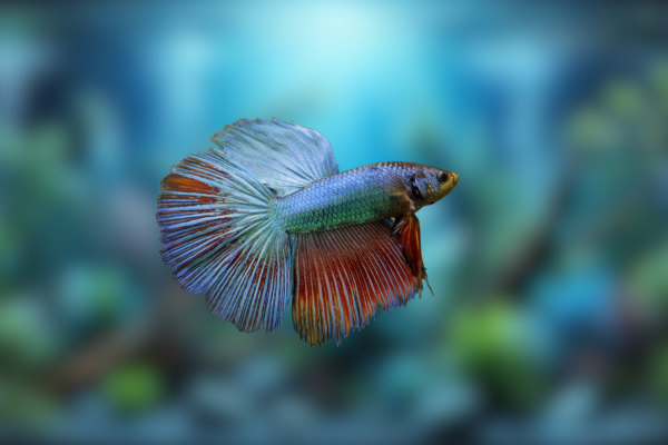 Ikan Cupang
