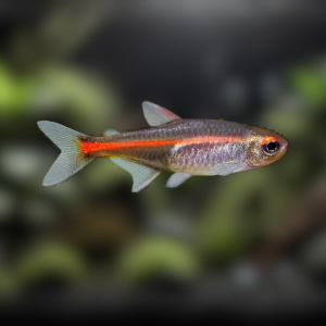 Glowlight Tetra