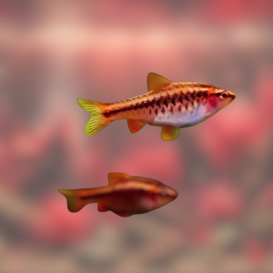 Ikan Cherry Barb