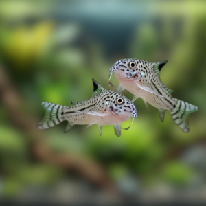 Ikan Corydoras