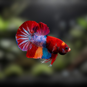 Ikan Cupang Plakat Lokal