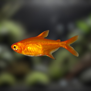 Ikan Ember Tetra