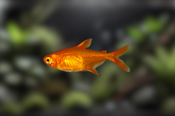 Ikan Ember Tetra