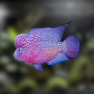 Ikan Louhan