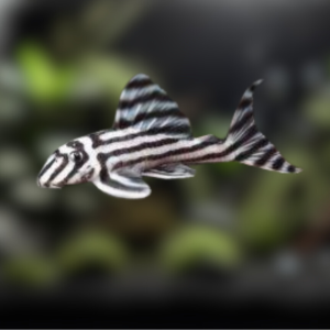 Ikan Pleco Hias