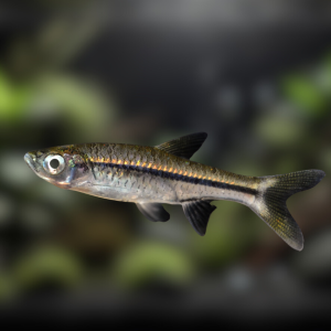 Ikan Rasbora