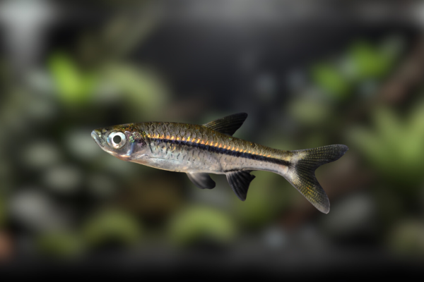 Ikan Rasbora