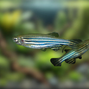 Ikan Zebra Danio