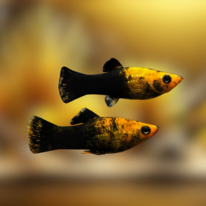 ikan molly
